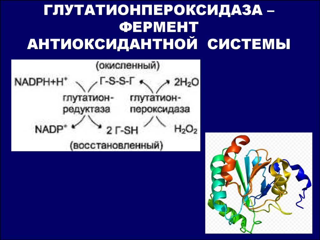Активная форма фермента. Глутатион пероксидаза. Глутаионпероксидаза Ферент. Фермент глутатионпероксидаза:. Глутатионпероксидаза катализирует.
