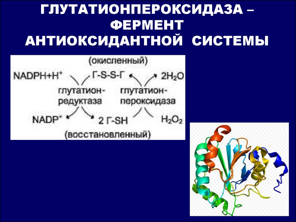 Восстановление ферментов. Глутатион пероксидаза. Глутаионпероксидаза Ферент. Фермент глутатионпероксидаза:. Глутатионпероксидаза катализирует.