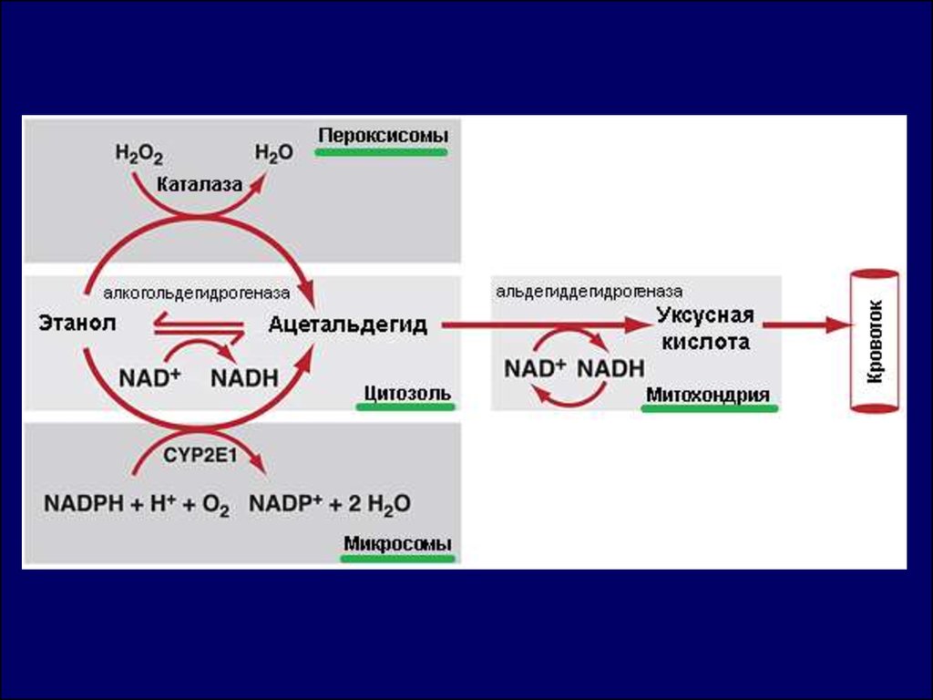 Превращение этанола. Метаболизм алкоголя схема. Алкогольдегидрогеназа метаболизм этанола. Метаболиты этанола. Алкогольдегидрогеназа биохимия.