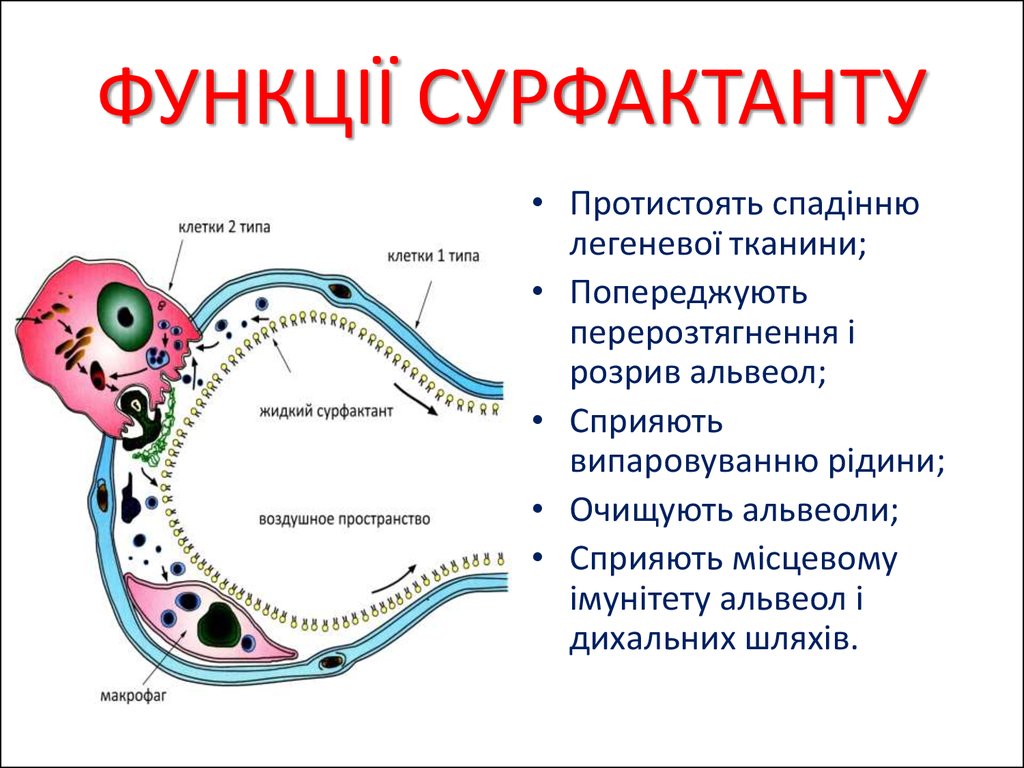 Функции сурфактанта. Лёгочный сурфактант. Сурфактант физиологические функции. Основная функция сурфактанта. Сурфактант функции в альвеолах.