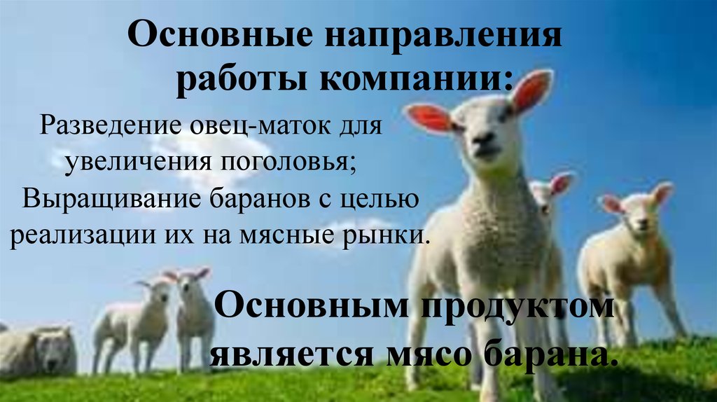 Основные направления работы компании: