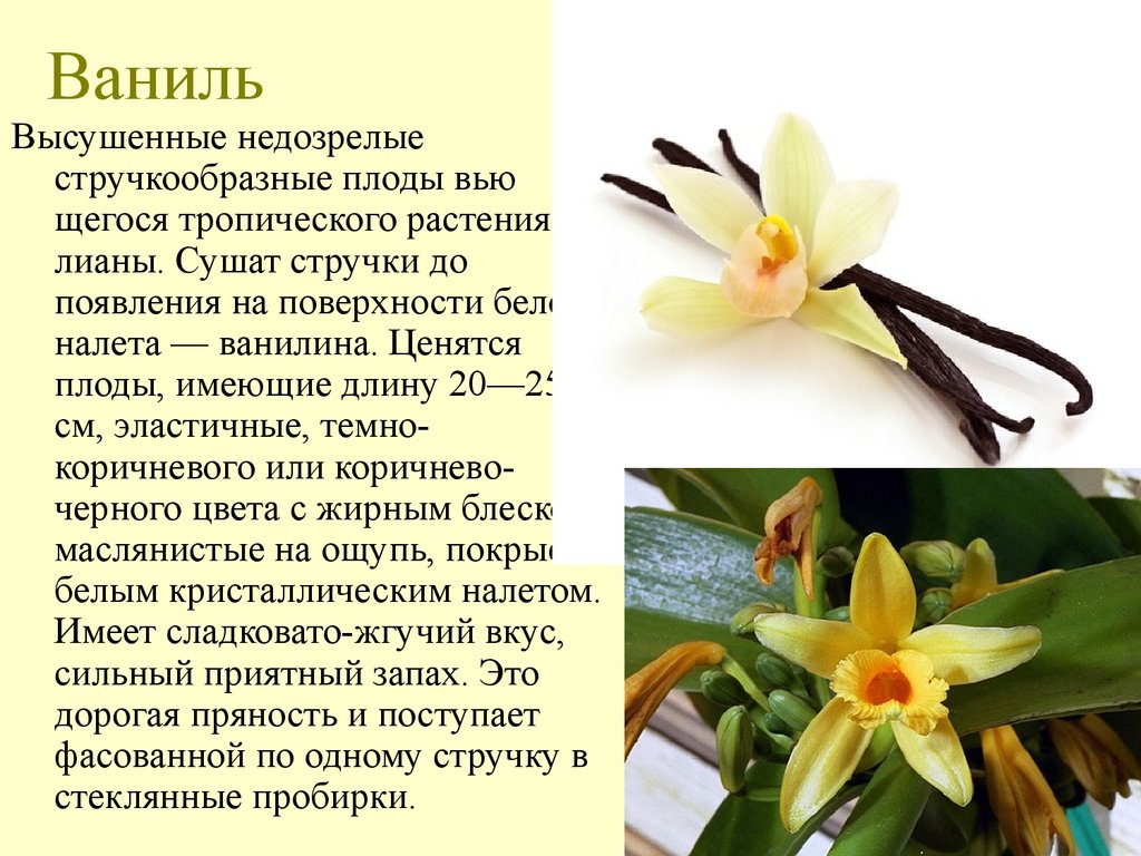 Что значит запах ванили. Мадагаскарская ваниль. Цветок ванили. Ваниль растение. Ваниль описание.