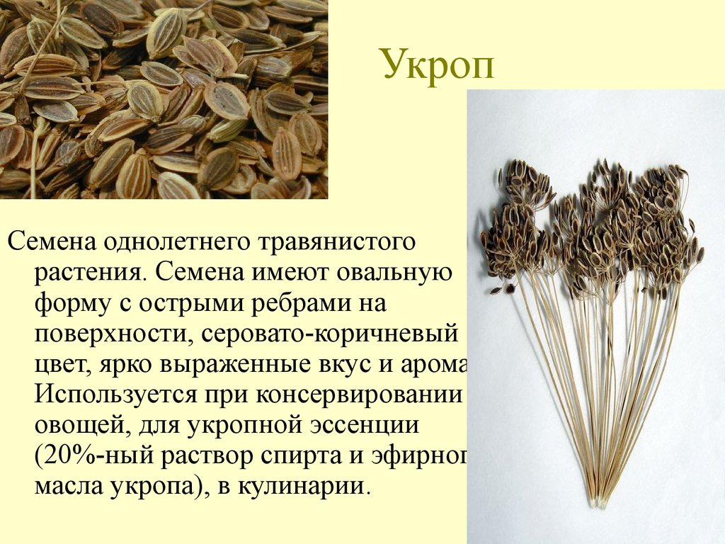 Какие есть сухие. Семена укропа лечебные. Чемподезен семена укропа. Укроп семена полезные. Семена укропа полезные качества.