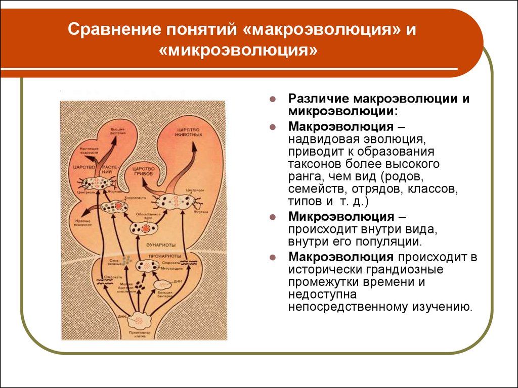 Макроэволюция и микроэволюция презентация