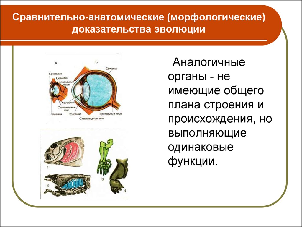 Органы имеющие общее происхождение единый план строения выполняющие общую функцию