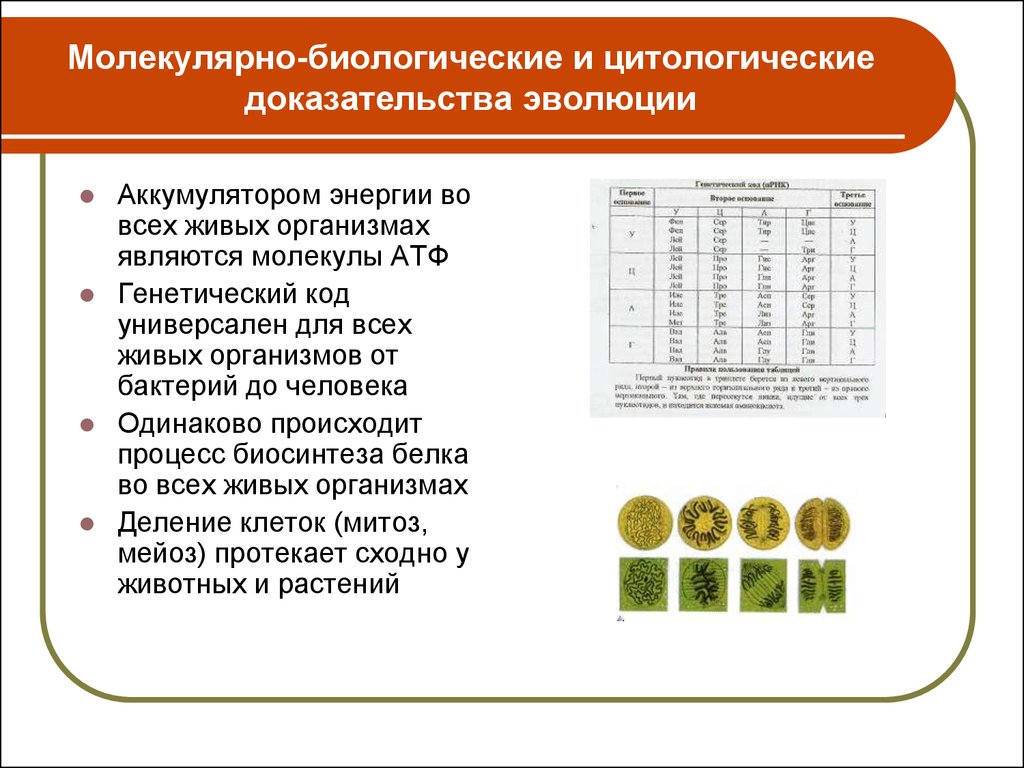 Основные этапы развития цитологии презентация