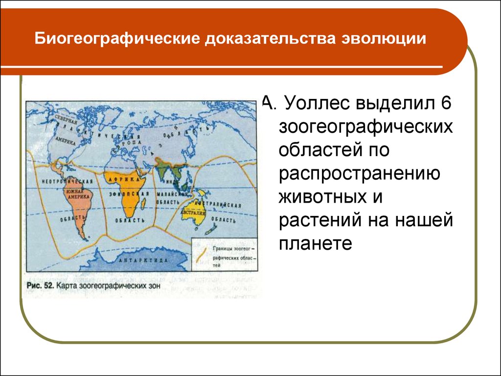 Биогеографические доказательства эволюции. Биогеографические свидетельства эволюции. Биогеографические доказательства макроэволюции. Биогеографические зоны по Уоллесу. Доказательства эволюции таблица 11 класс биогеографические.