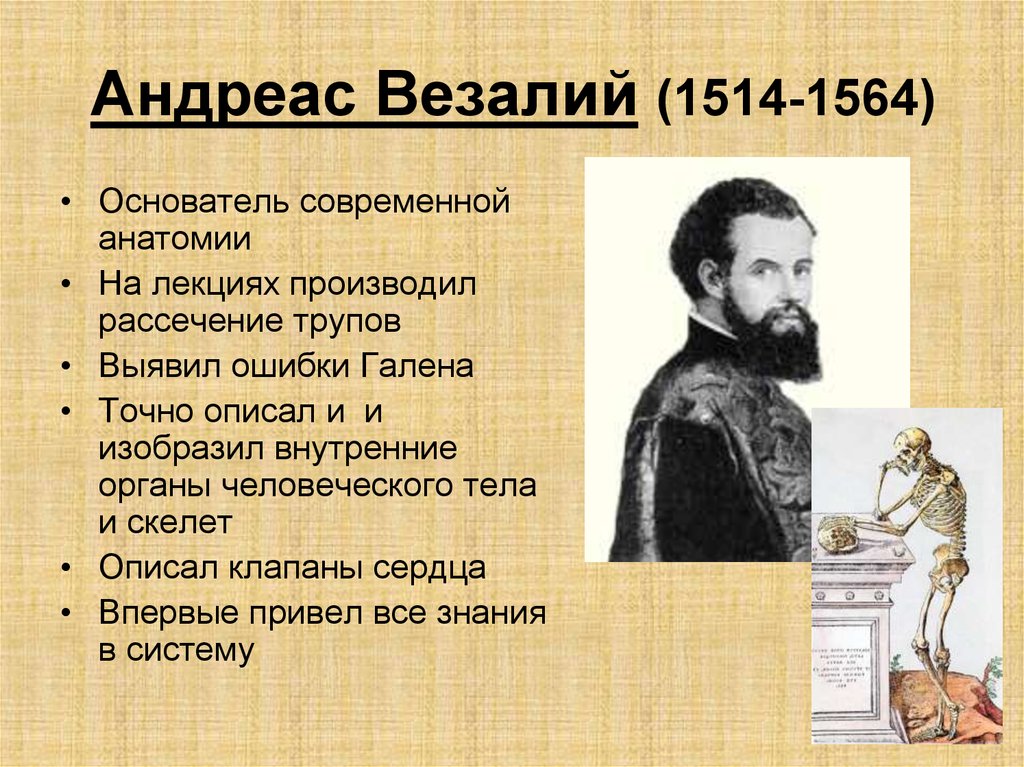 Ученые основатели анатомии. Андреас Везалий (1514-1564). Везалий (1514-1564). Андре визадия вклад в медицину.