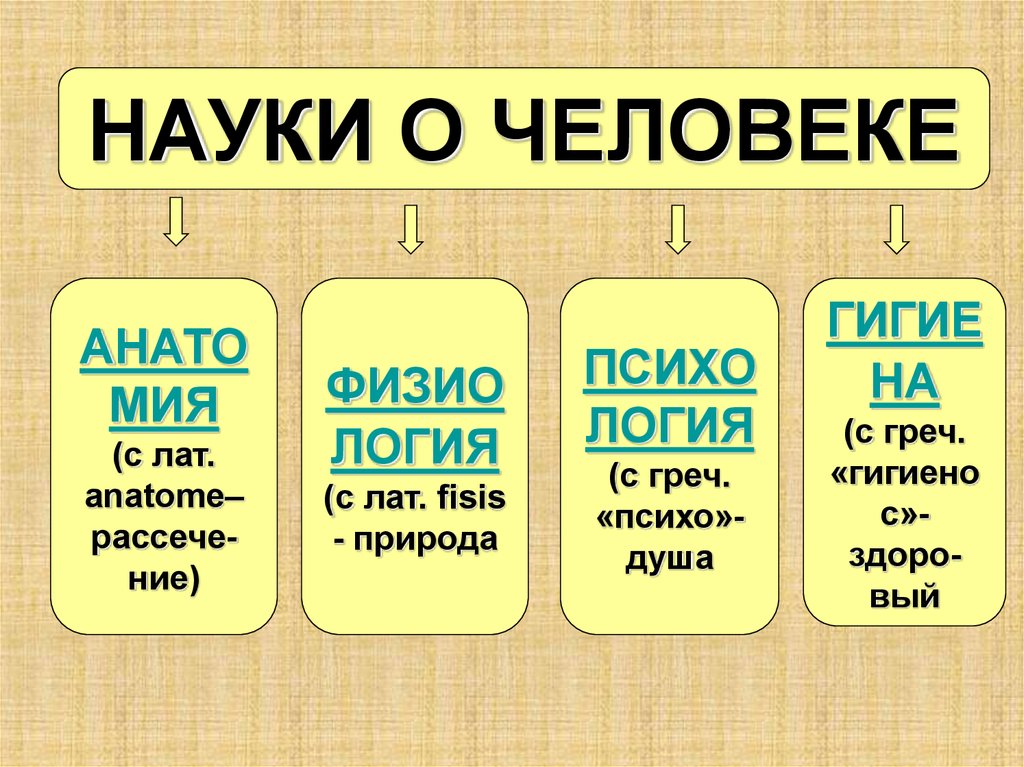 Наука о человечестве. Науки о человеке. Науки о человеке и их методы. Науки о человеке биология. Науки об организме человека.