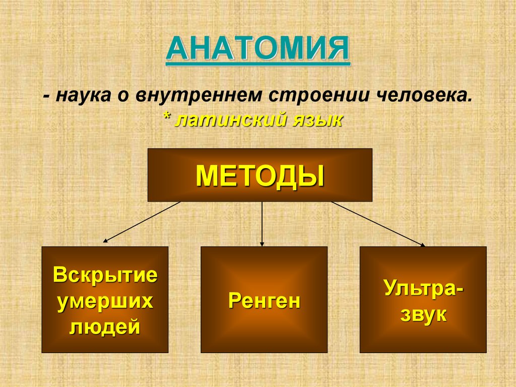 Анатомия наука изучающая. Анатомия это наука. Науки о человеке и методы. Наука о внутреннем строении человека. Наука изучающая внутреннее строение человека.