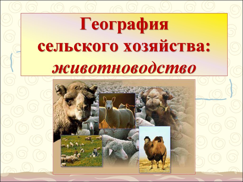 Сельское хозяйство география 9. География сельского хозяйства животноводство. География мировой животноводства и рыболовства. Картинки на тему животноводство. Животноводство география 10 класс.