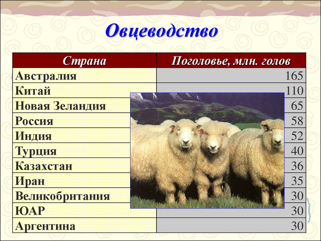 Какие направления имеет скотоводство 3. Овцеводство страны Лидеры. Страны производители овцеводства. Страны Лидеры по поголовью овец. Страны по выращиванию овец.