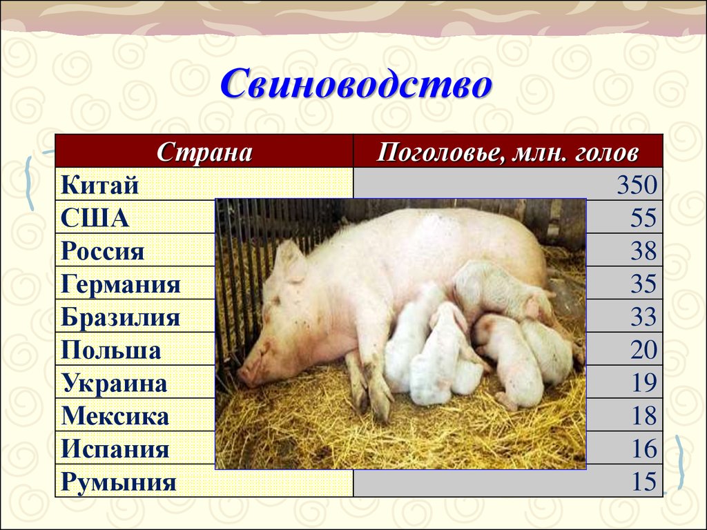 Свинья информация. Свиноводство. Свиноводство отрасль животноводства. Свиноводство презентация. Проект про свиноводство.