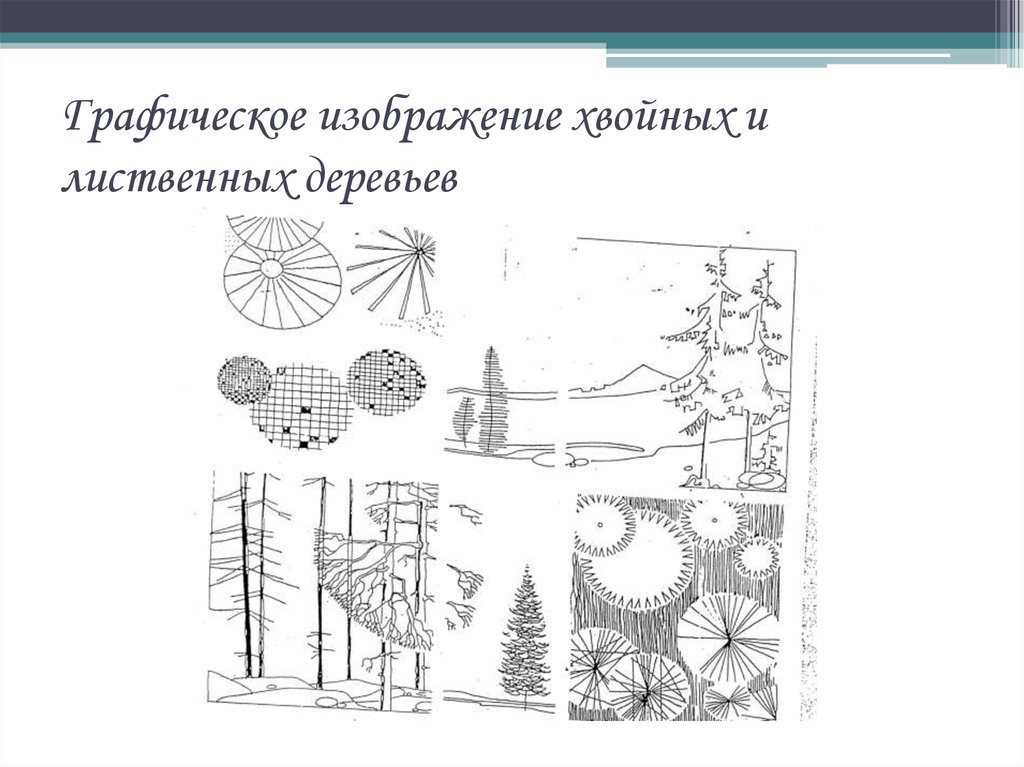 Назовите графические изображения. Графическое изображение хвойных деревьев. Хвойные деревья арх графике. Графика лиственного и хвойного дерева. Рисунок хвойных деревьев плана.