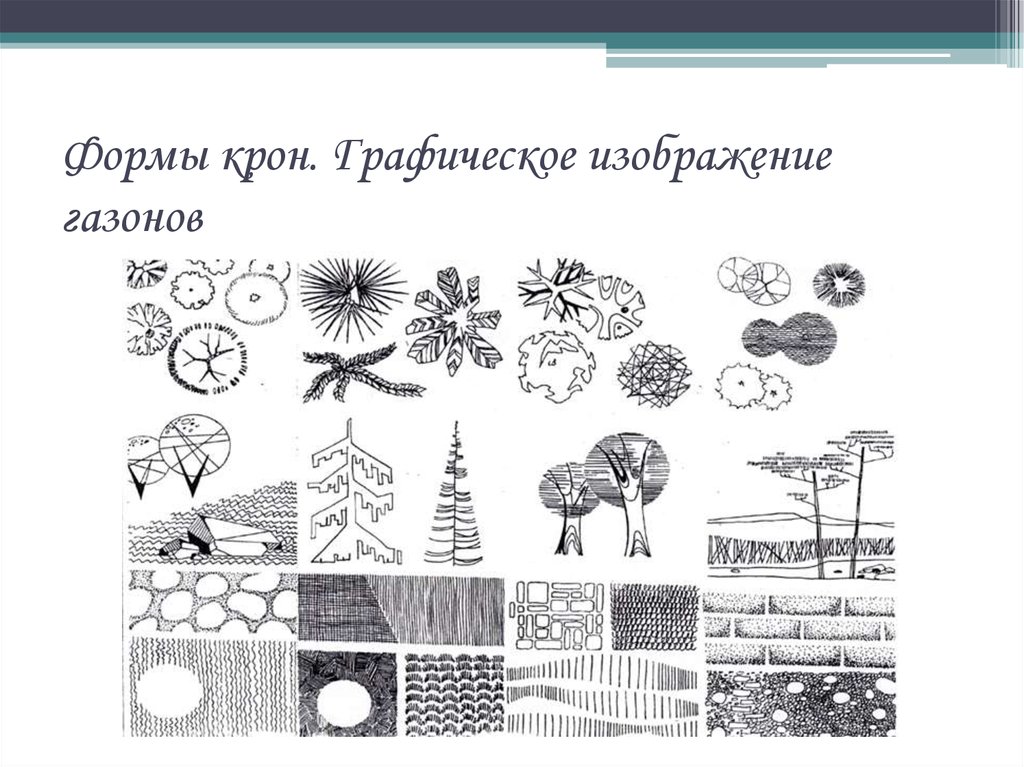 На изображении представлен. Графическое изображение газона. Графика лиственного и хвойного дерева. Хвойные растения обозначения. Графические изображения реферат.