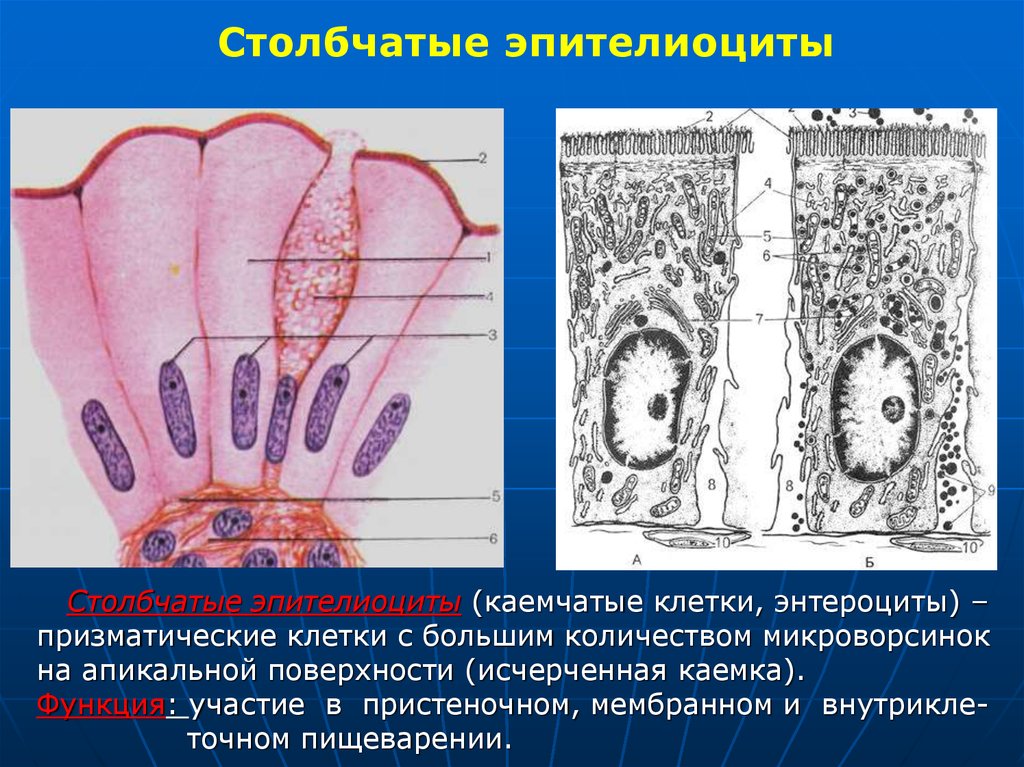 Эпителиоциты. Столбчатые каемчатые энтероциты. Энтероцит тонкого кишечника. Каемчатые эпителиоциты. Каемчатые клетки тонкого кишечника.