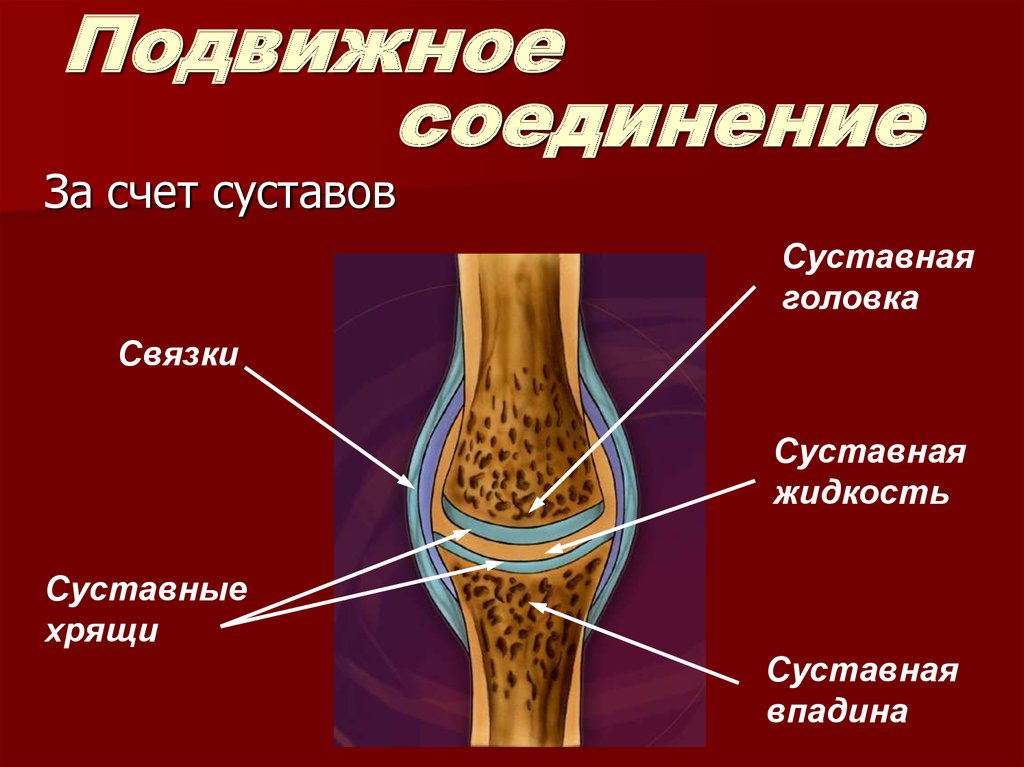 Описание суставов. Соединения костей связки суставы сухожилия. Соединение частей костного скелета обеспечивает. Соединение костей скелета. Строение сустава.. Подвижные соединения костей.