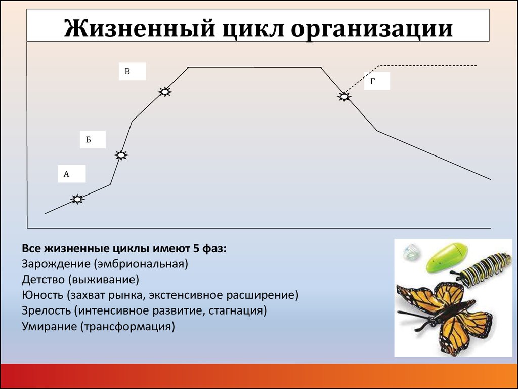 Жизненный цикл организации виды организаций