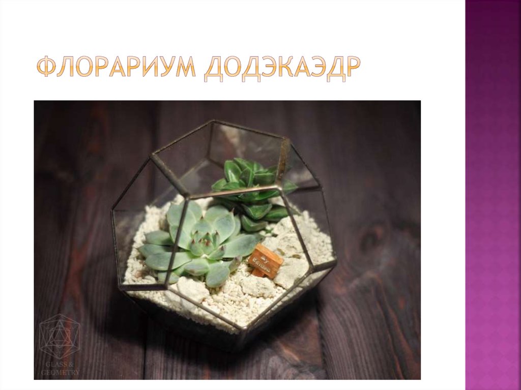 флорариум додэкаэдр