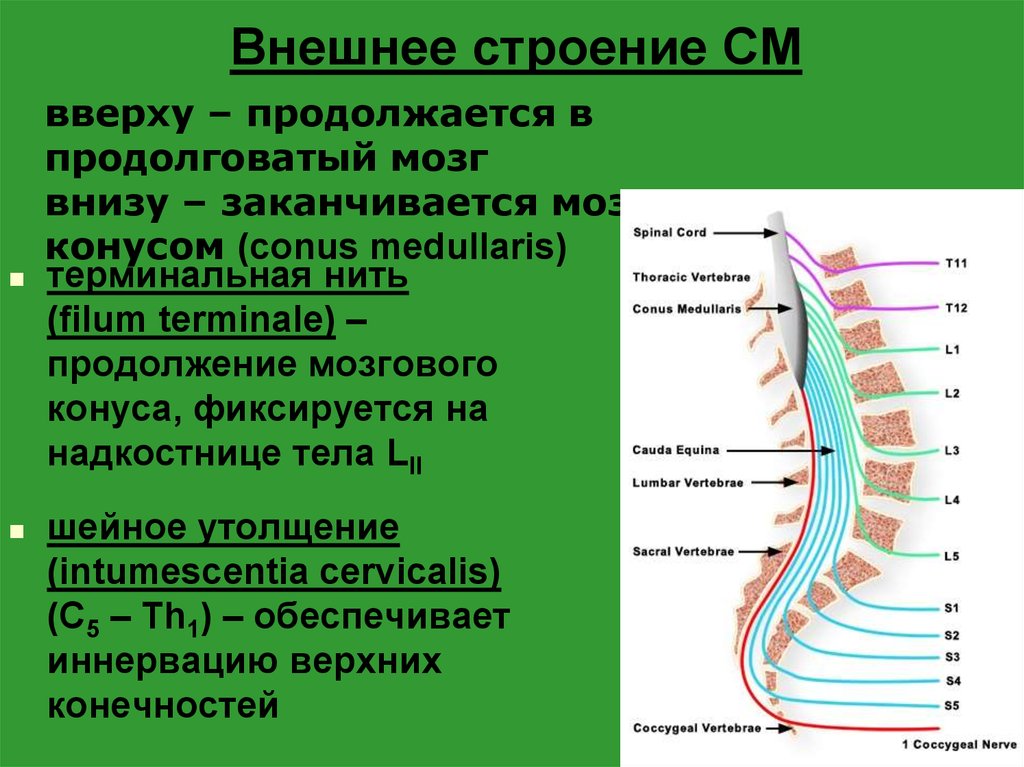 Локализация спинного мозга. Спинной мозг строение конский хвост. Пояснично-крестцовое утолщение спинного мозга. Терминальная нить спинного мозга. Строение спинного мозга конус.