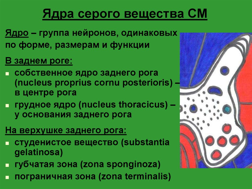 См вещество. Ядра серого вещества. Функции ядер серого вещества. Серое вещество функции. Расположение ядер серого вещества.