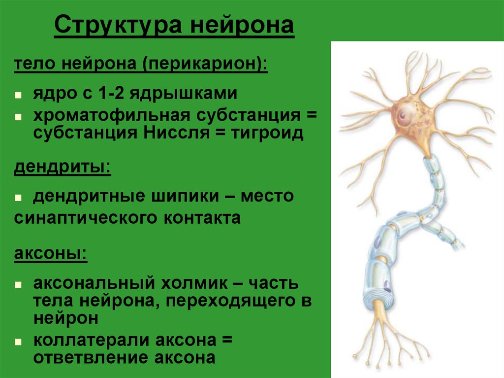 Биология нервные клетки