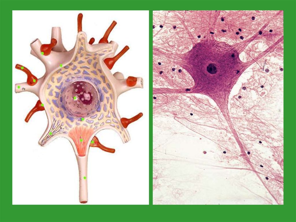 Нервная ткань гистология. Нейрон гистология. Клетки Реншоу гистология. Нервная ткань. Клеточные элементы нервной ткани.