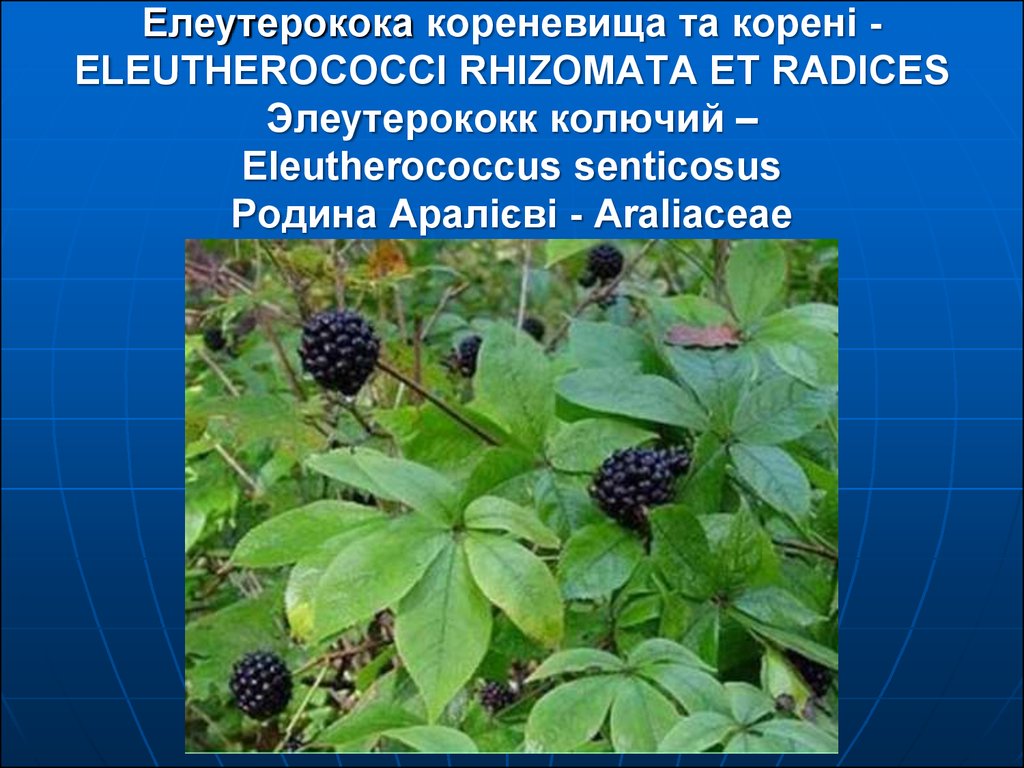 Элеутерококк для чего. Элеутерококк ареал произрастания. Элеутерококк растение описание. Элеутерококк растение фото и описание. Элеутерококк колючий сообщение.