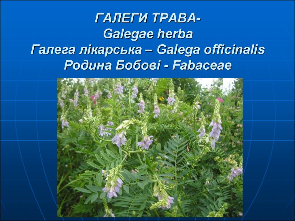 ГАЛЕГИ ТРАВА- Galegae herba Галега лікарська – Galega officinalis Родина Бобові - Fabaceae