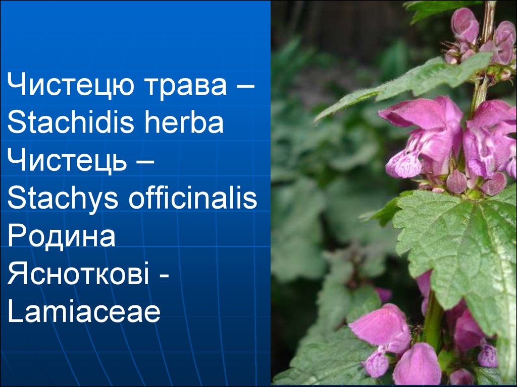 Чистецю трава – Stachidis herba Чистець – Stachys officinalis Родина Ясноткові - Lamiaceae
