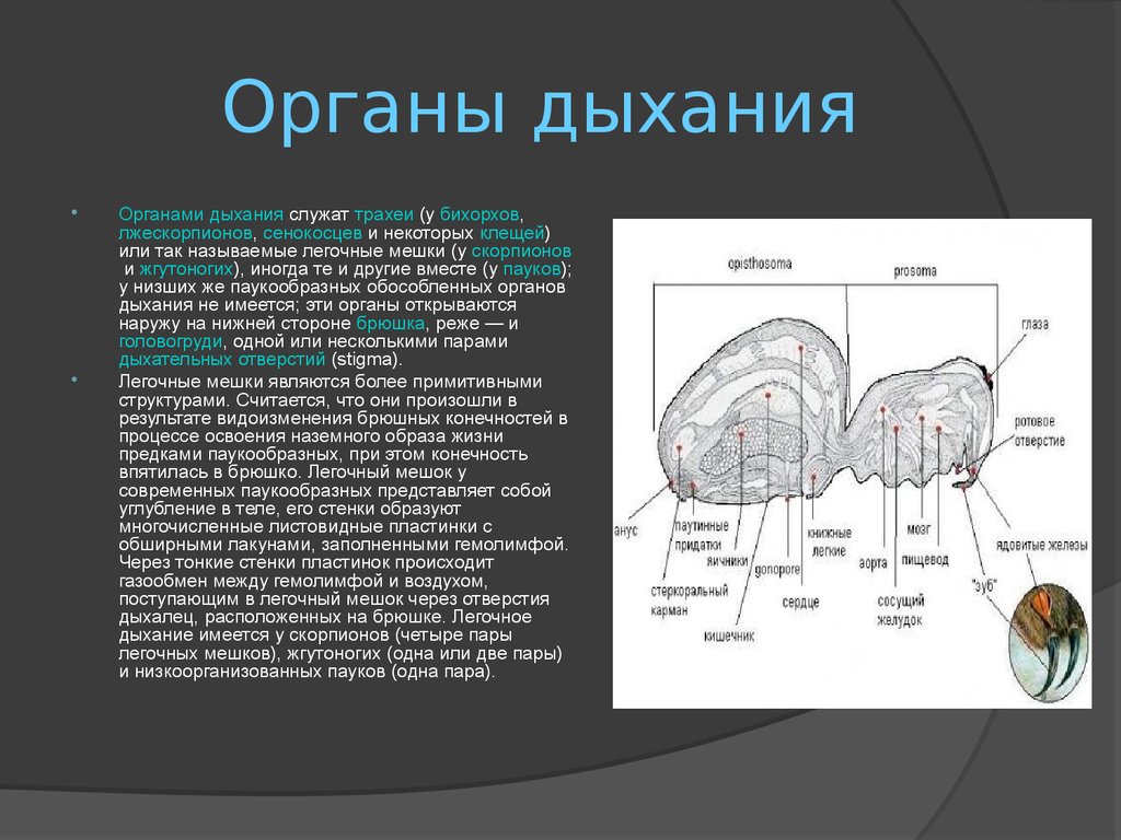 Легочные мешки трахеи. Клещи органы дыхания. Орган дыхания клеща. Органы дыхания паукообразных. Легочные мешки у паукообразных.