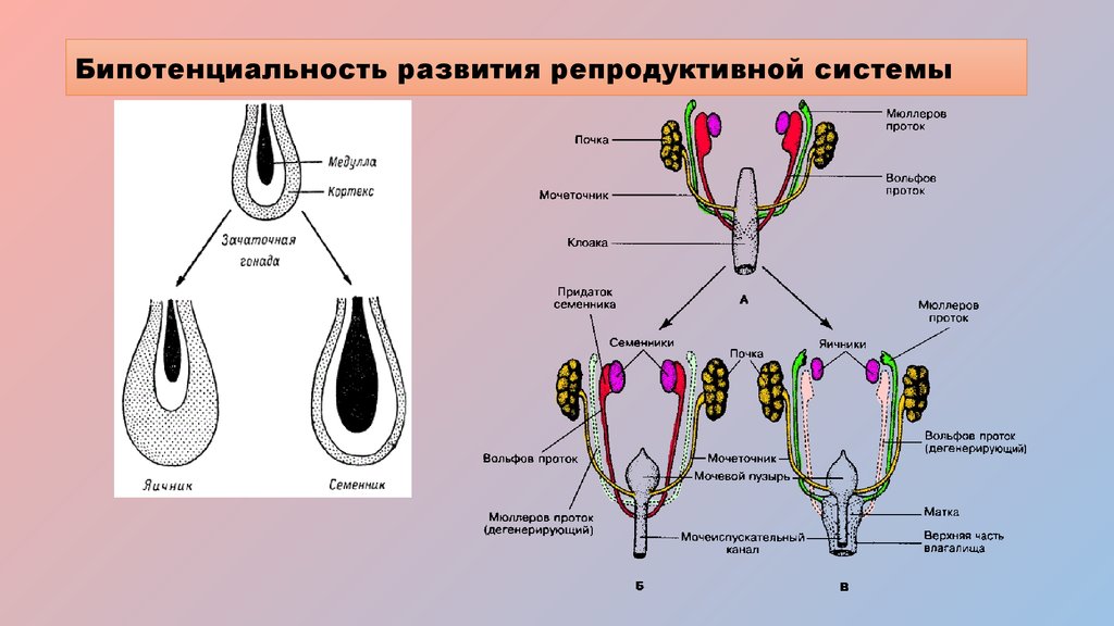 Формирования репродуктивных органов. Периоды развития женской репродуктивной системы. Эмбриональное развитие половой системы. Схема формирования половой системы. Индифферентная стадия развития репродуктивной системы.