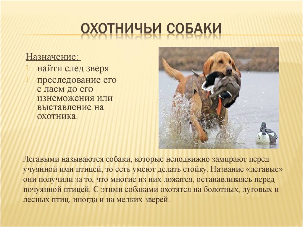 Как можно описать собаку. Породы собак презентация. Собака для презентации. Охотничьи собаки описание. Проект породы собак.