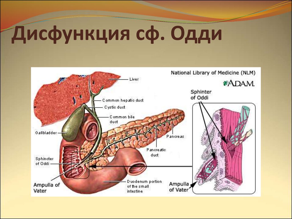 Сфинктер одди отзывы. Поджелудочная железа сфинктер Одди. Анатомия сфинктера Одди. Сфинктер Одди строение. Желчный пузырь сфинктер Одди анатомия.