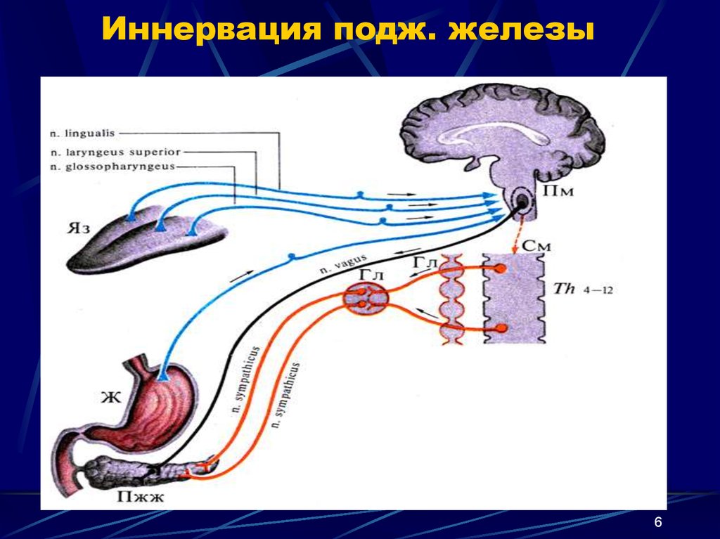 Иннервация поджелудочной железы. Иннервация поджелудочной железы анатомия. Иннервация селезенки схема. Иннервация поджелудочной железы схема. Поджелудочная железа Иннер.