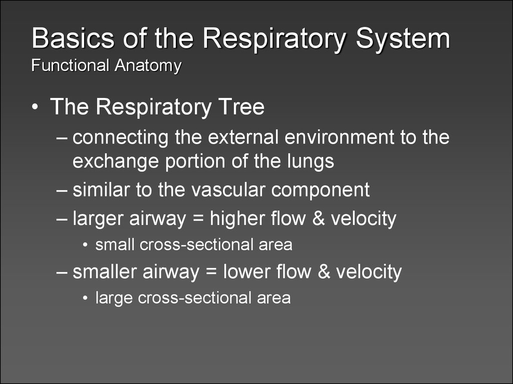 Basics of the Respiratory System Functional Anatomy