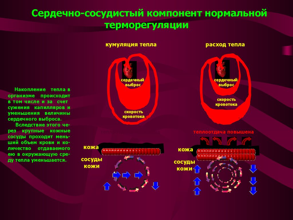 Мень ший. Сосудистые элементы. Сосудистая компонента. Картинка ядро и оболочка терморегуляции.. Терморегуляция за счёт обратного тока крови.