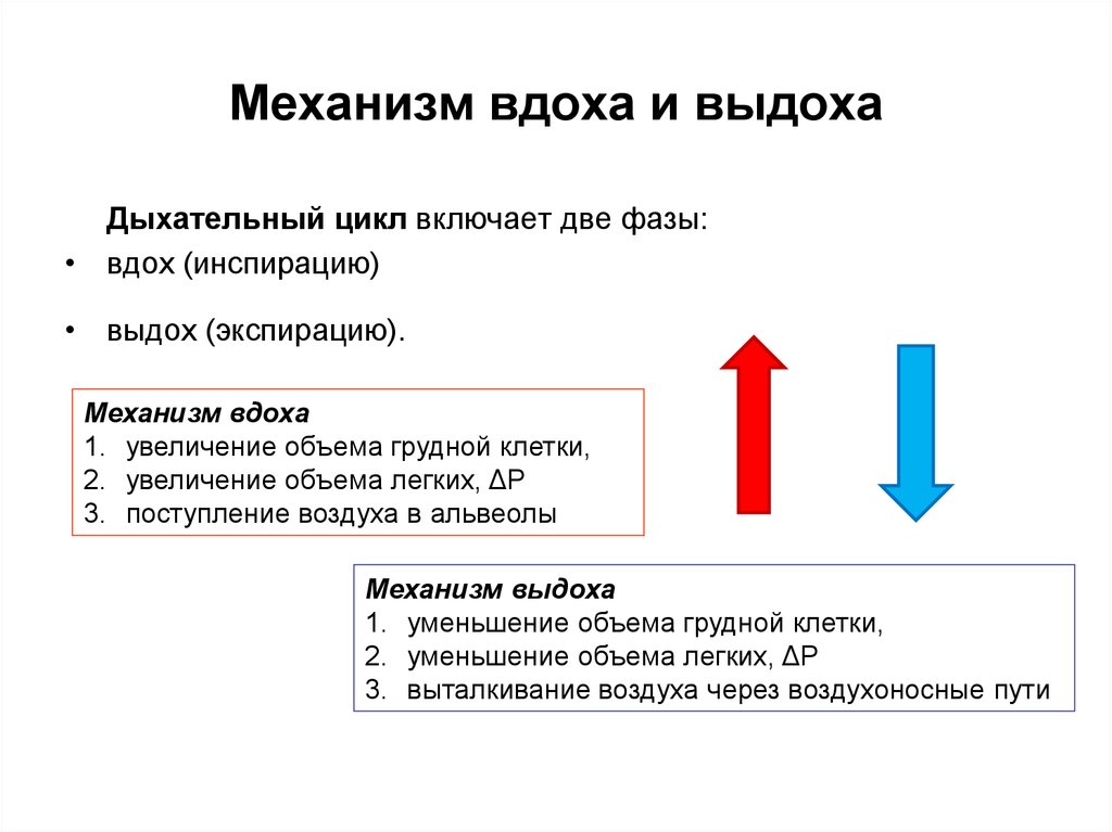 Схема механизма дыхания