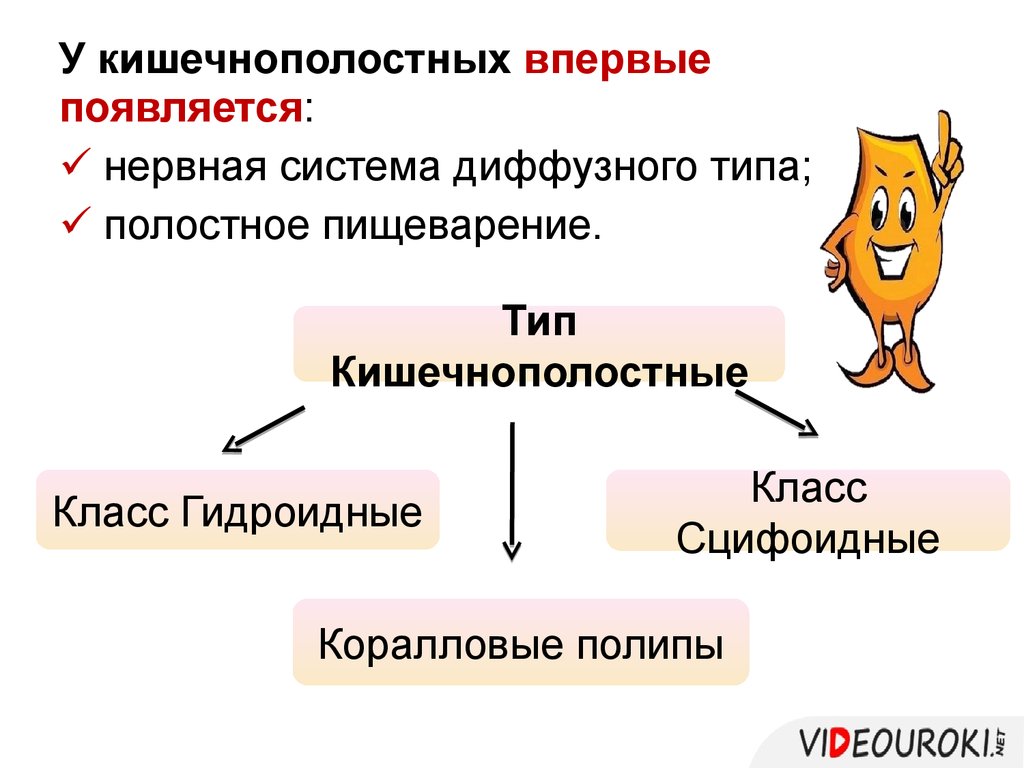 Нервная система диффузного типа. Кишечнополостные нервная система таблица. У кого впервые появилась нервная система. У кого из животных появилось полостное пищеварение.