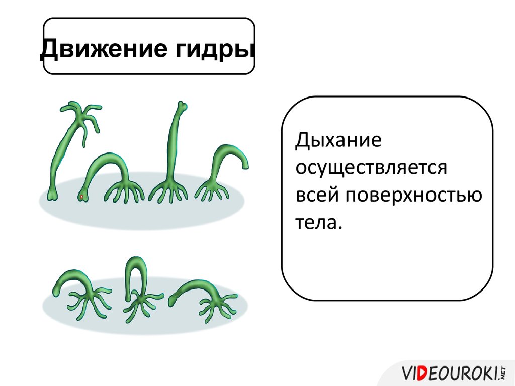 На рисунке изображена лягушка в разные периоды жизни приведите пример процесса иллюстрирующего