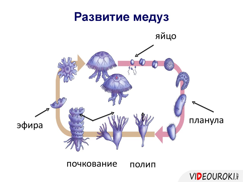 Жизненный цикл сцифоидных медуз. Развитие медузы. Планула медузы. Чередование поколений у медуз. Планула гидры.