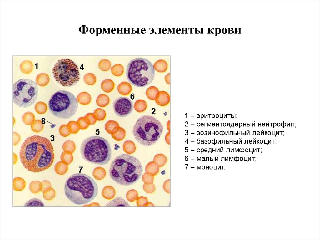 Форменные элементы формы. Клетки крови эритроциты лейкоциты тромбоциты рисунок. Схема строения форменных элементов крови. Форменные элементы крови нейтрофилы. Форменные элементы крови рисунок гистология.