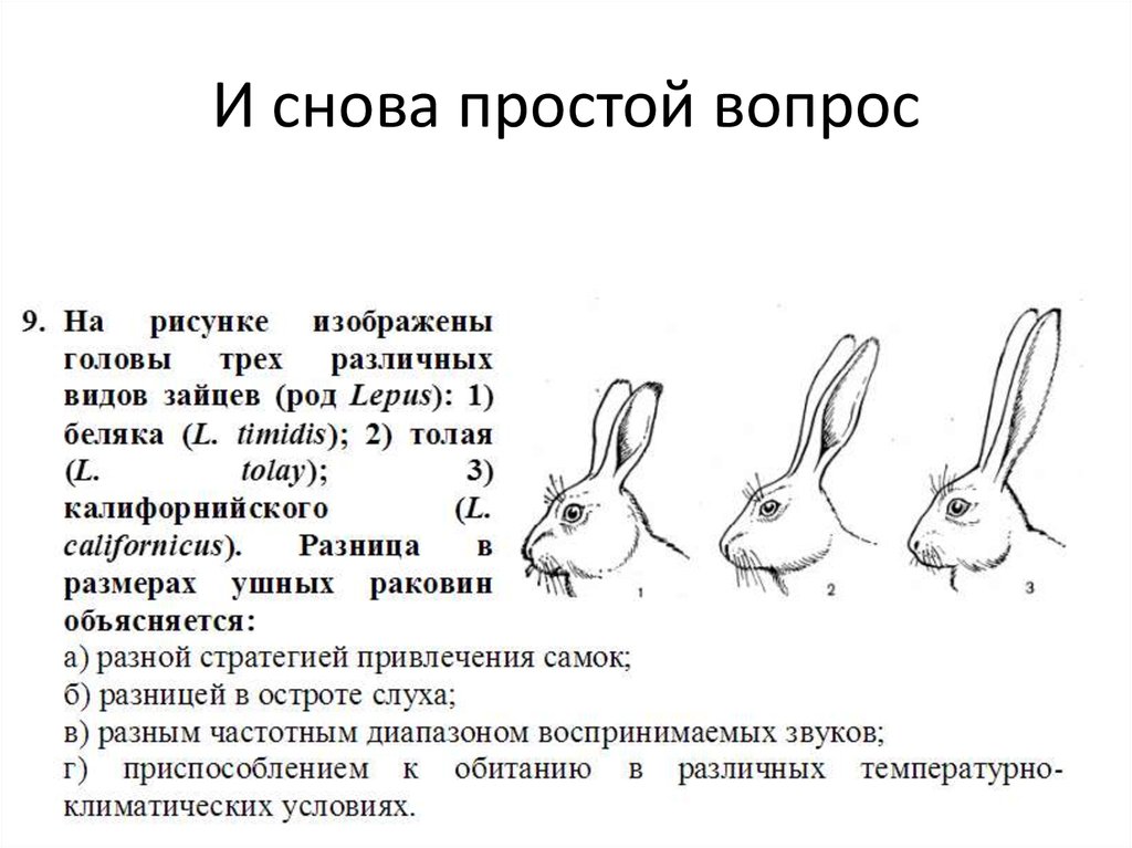 На рисунке изображены горностаевые кролики. Строение ушей зайца русака. Строение ушей зайца беляка. Строение ушей зайца. Размер головы зайца.