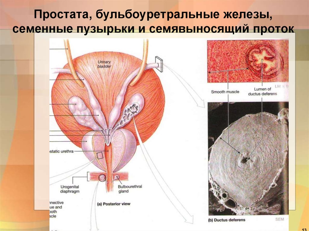 Семенной пузырек семенная железа. Бульбоуретральная железа анатомия. Куперова предстательная железа. Бульбоуретральные железы строение и функции. Семявыносящий проток и семенные пузырьки.