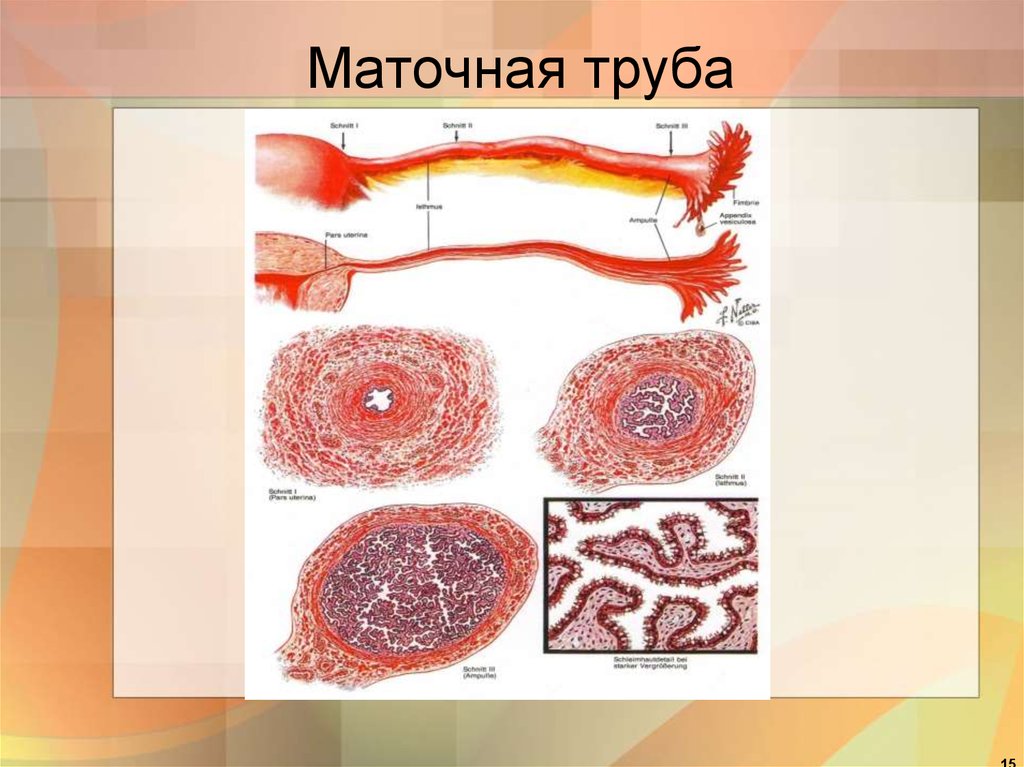 Маточная труба