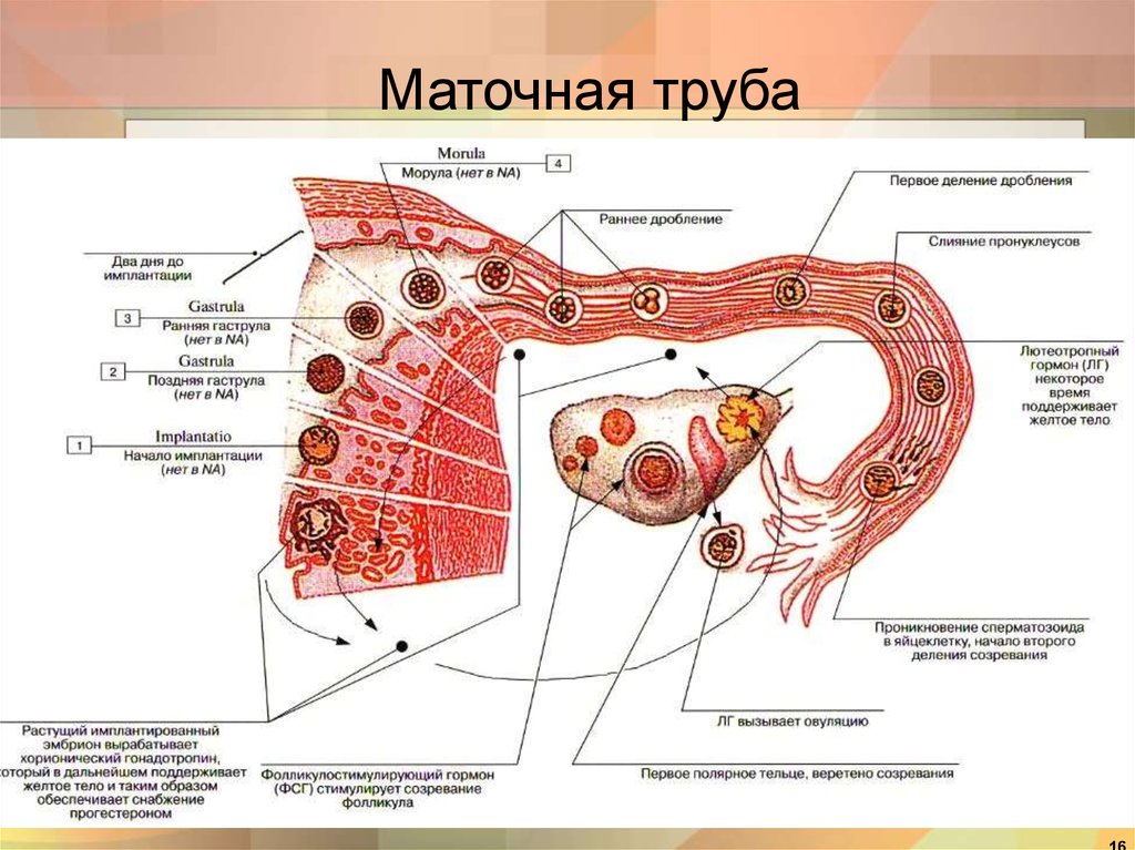 Женские половые органы яичник. Отделы маточной трубы схема. Части маточной трубы анатомия. Строение стенки маточной трубы анатомия. Анатомическое строение маточной трубы.