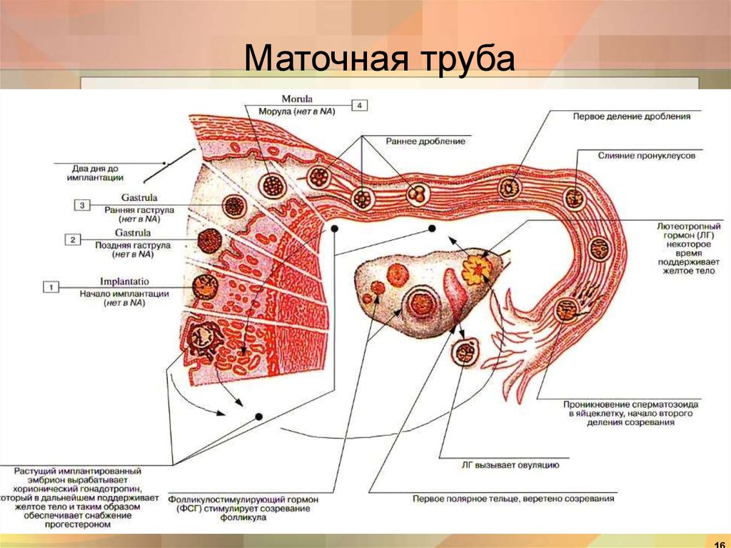 Женские половые органы трубы