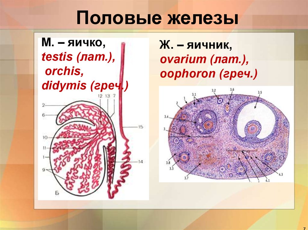 Мужская половая железа семенник. Внешнее строение яичника. Яичники и семенники.