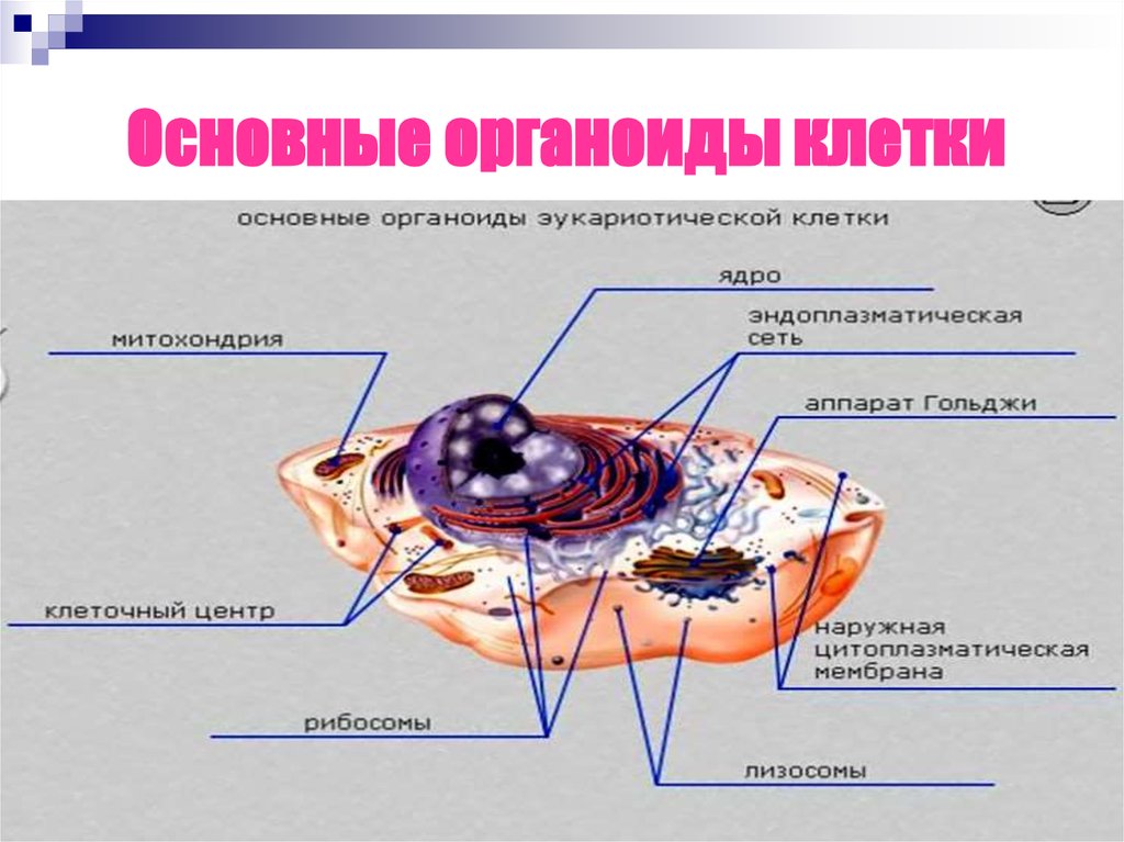 Органоиды клетки схема. Основные органоиды клетки. Основные органеллы клетки. Основные клеточные органоиды. Основные органеллы (органоиды) клетки.