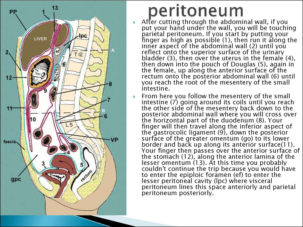 Clinical anatomy of abdominal cavity - презентация онлайн